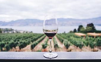 一杯俯瞰葡萄园的红酒